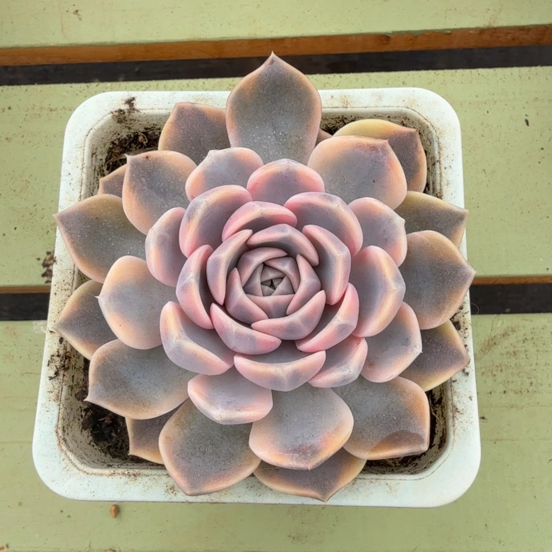 汉堡锦锦上园艺一物一拍