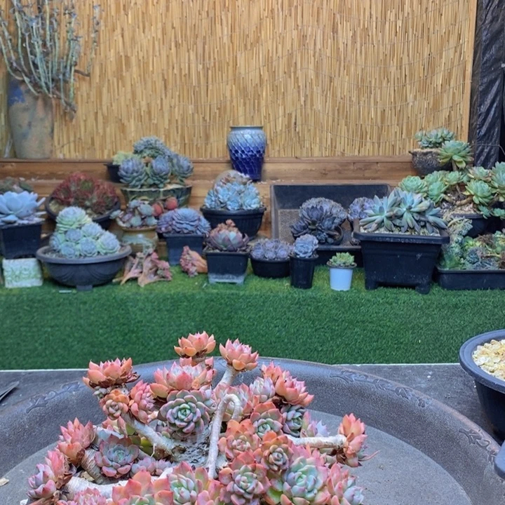 仙***子348号娜娜小勾多肉植物