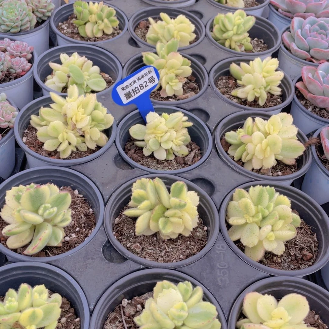 量拍82号 白熊群生2个