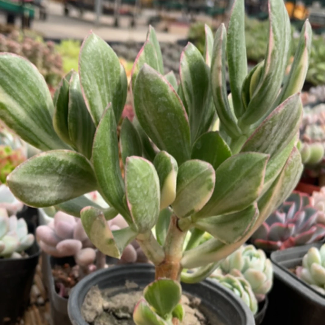 【满9.9包邮】新花月锦9cm盆多肉植物以直播间展示为主