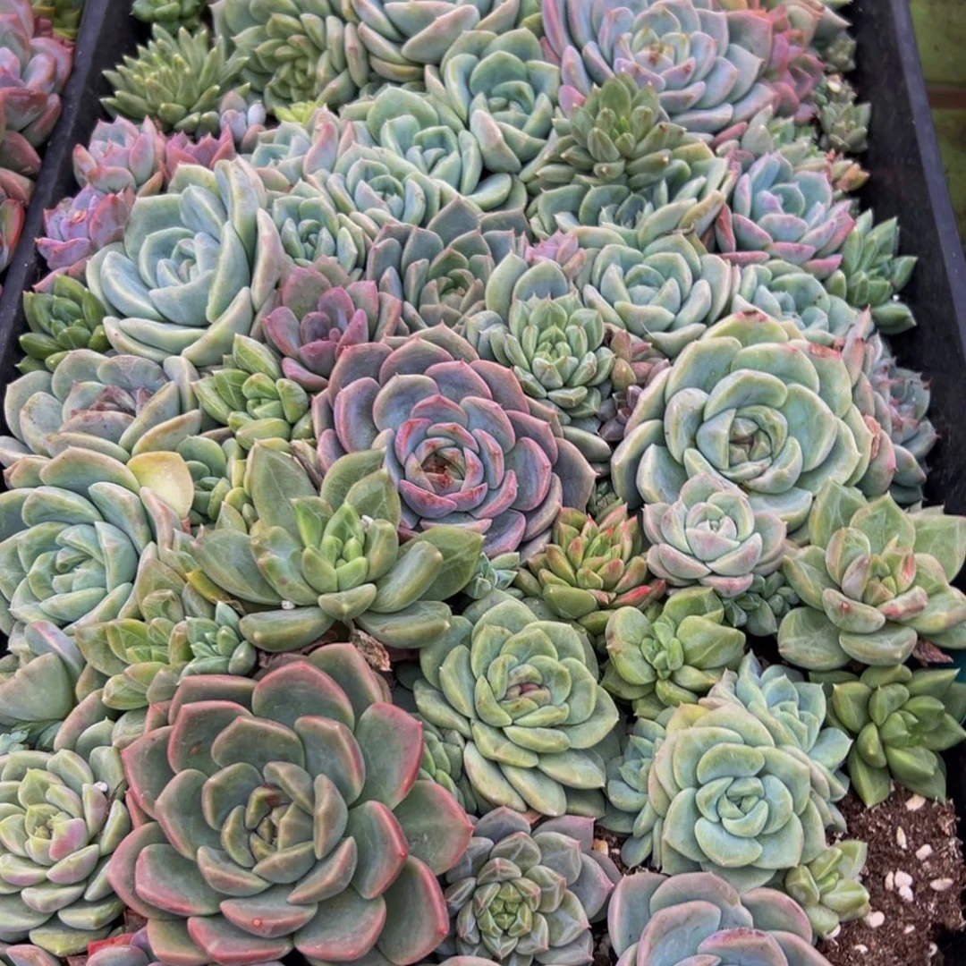 北***庄100的人了吧哈哈哈哈哈哈哈