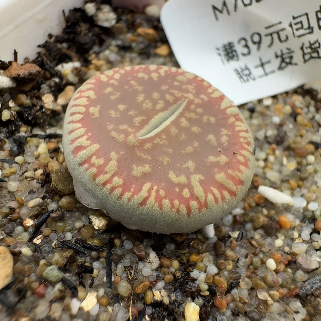 702多肉哈哈哈哈哈