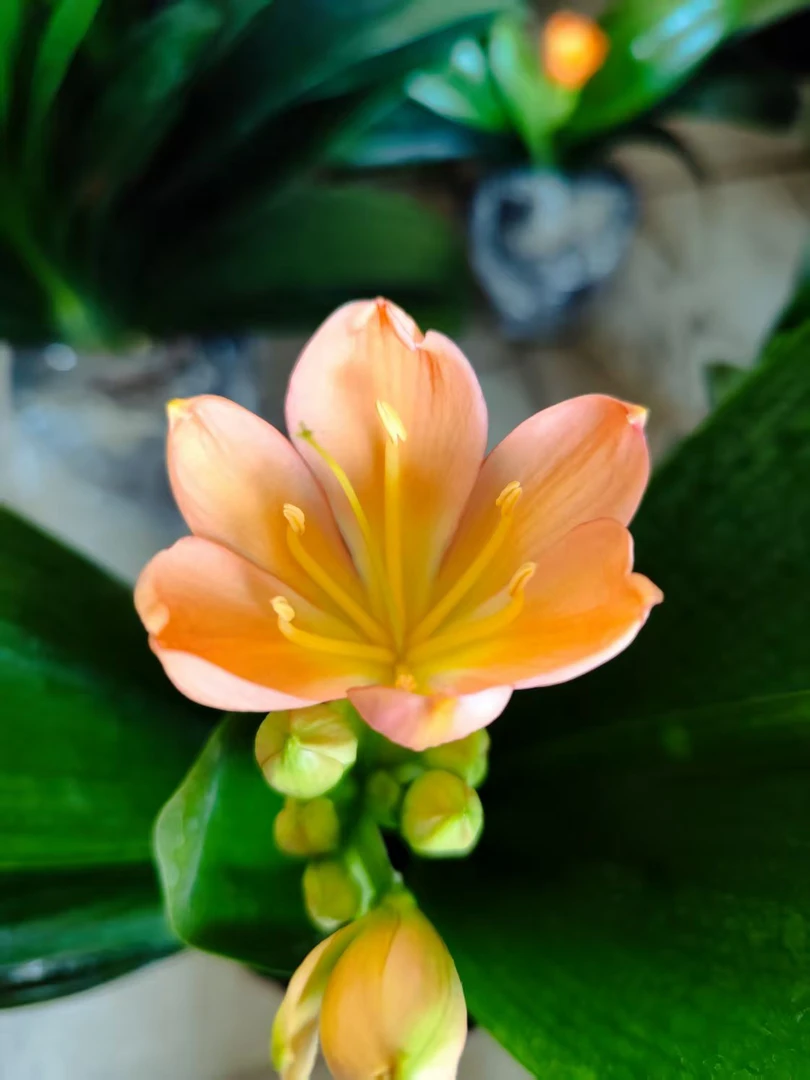 【君子兰】粉色八年大苗室内高端绿植