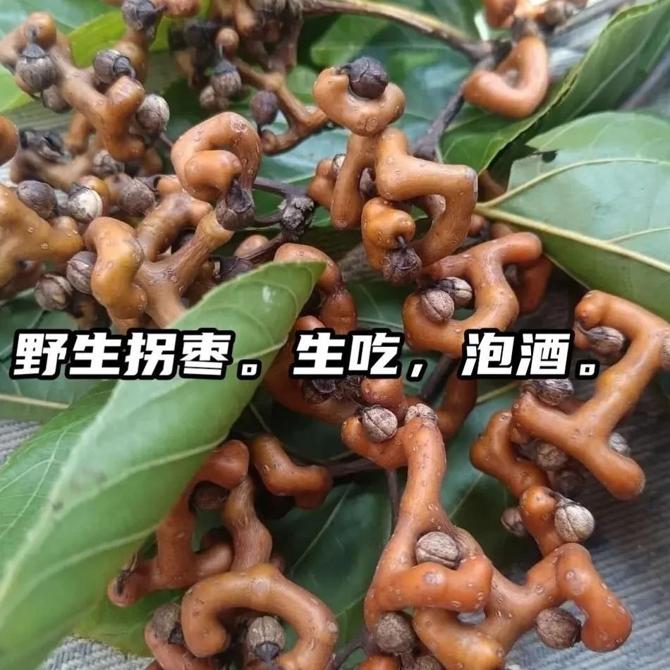 江西野生拐枣，万寿果3斤