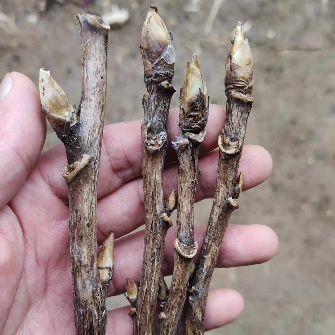 春秋季观赏牡丹嫁接蜡封接穗