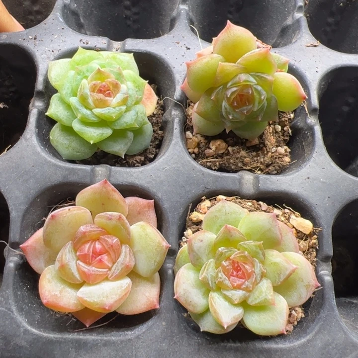 一物一拍精品多肉植物2