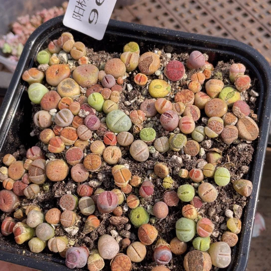 多肉植物多肉植物969