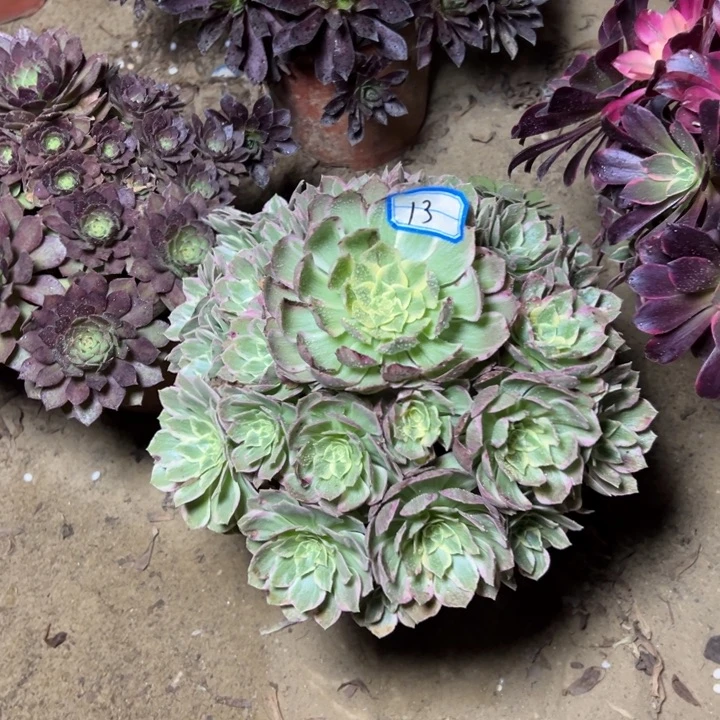 多肉植物海王法师13