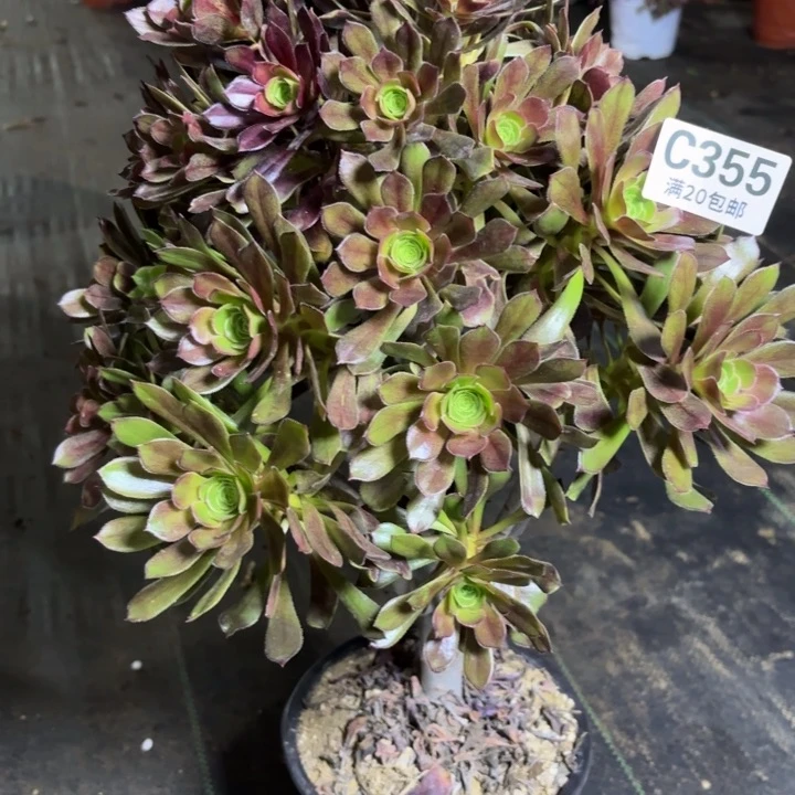 瑞妈一物一拍355