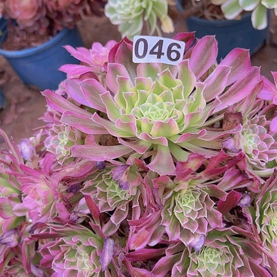 珍***选多肉植物一个法师