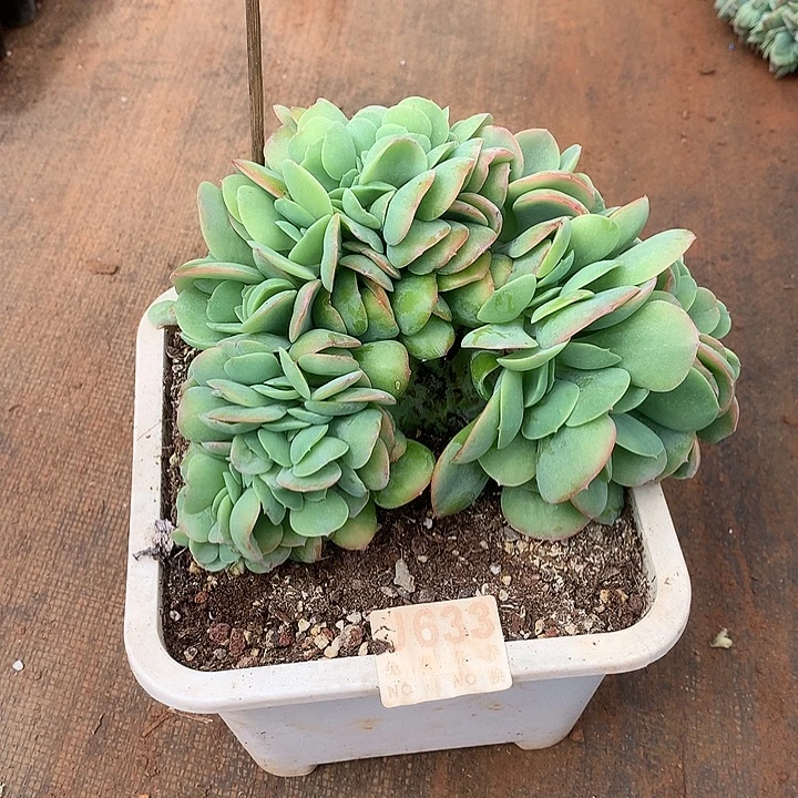 白桃缀化 多肉植物.9.28后发