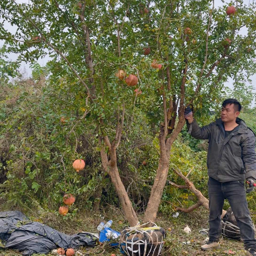 完全开放完全开放