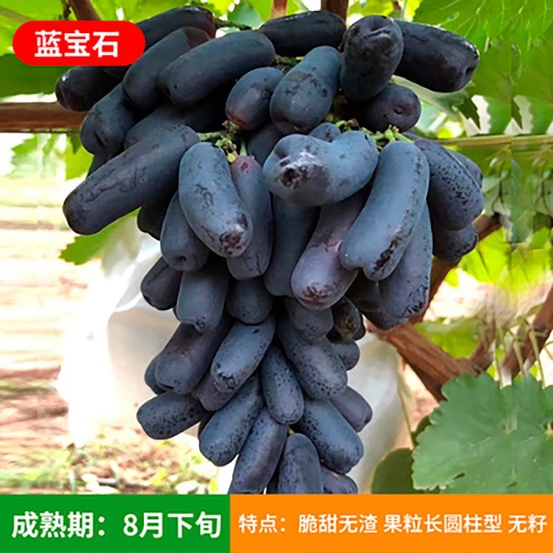 葡萄树苗带盆带土发货盆栽地栽阳台庭院都可种植一树一拍链接