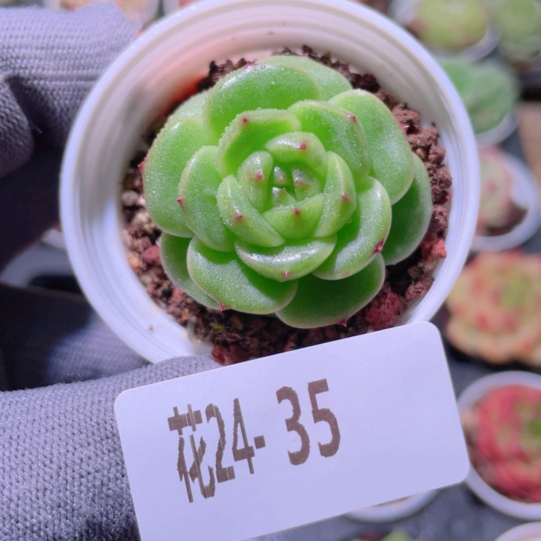 花利美24-35珍妮
