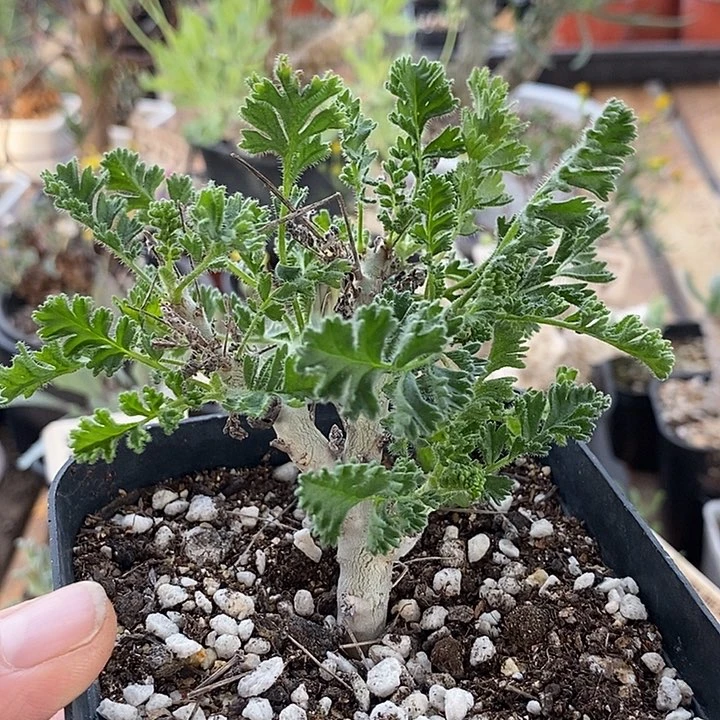 857沙漠洋葵一一一一一一一带盆一一