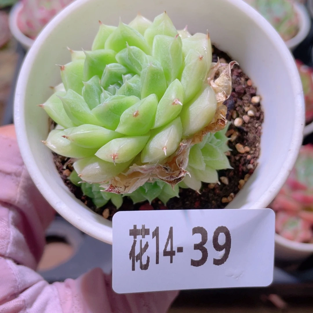 花利美14-39麦秆群