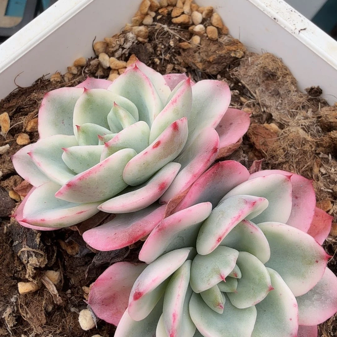 奶油黄桃锦，多肉植物