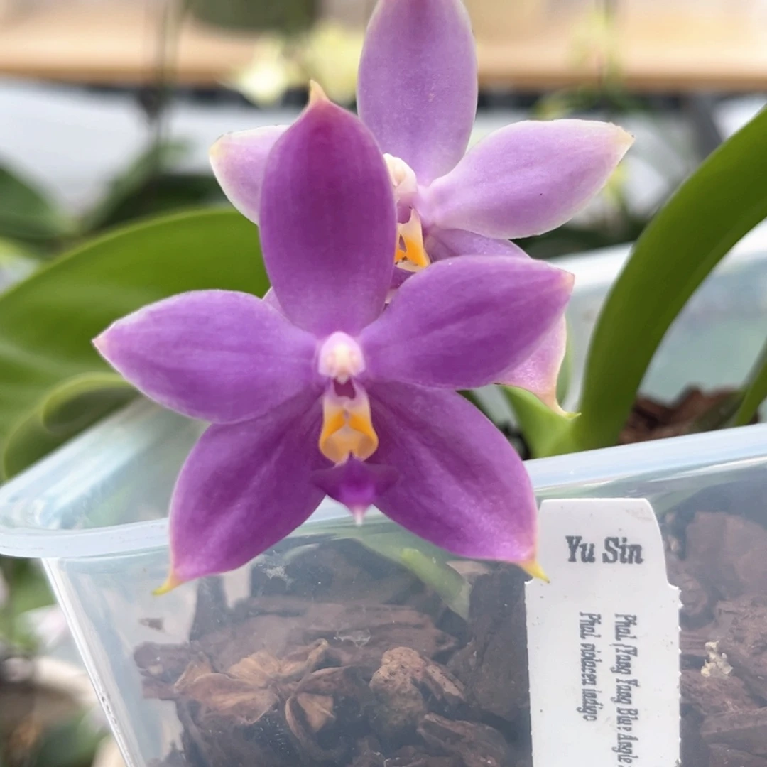 完全开放4寸天使交路德交狗开花株