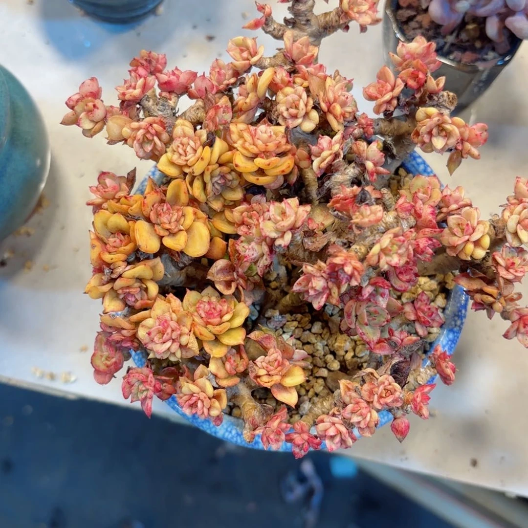 楚腊牡丹1-101。