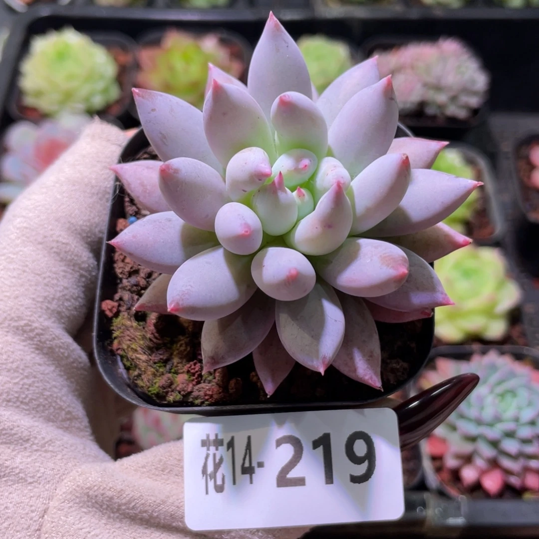 花利美14-219奶瓶