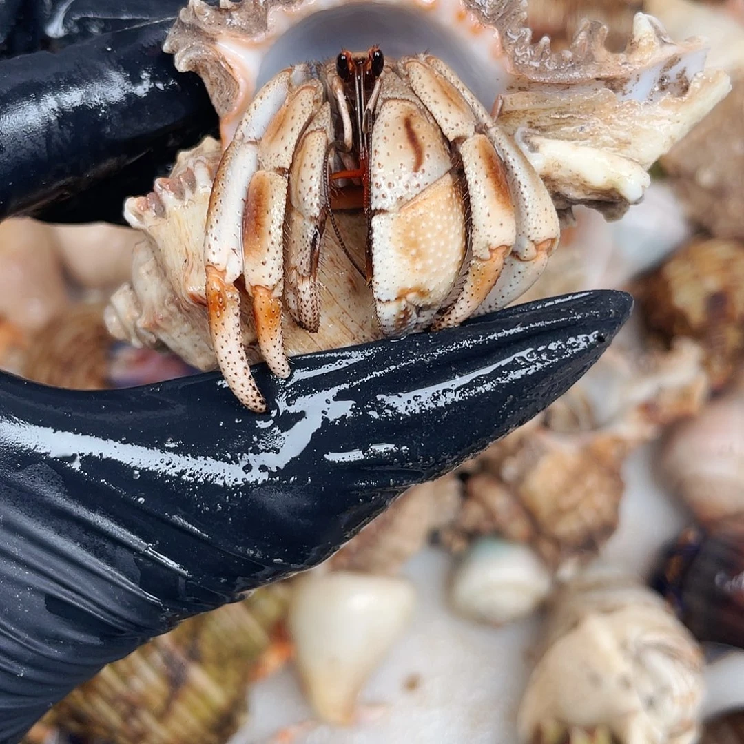 欢****寄居蟹寄居蟹2.1口4223