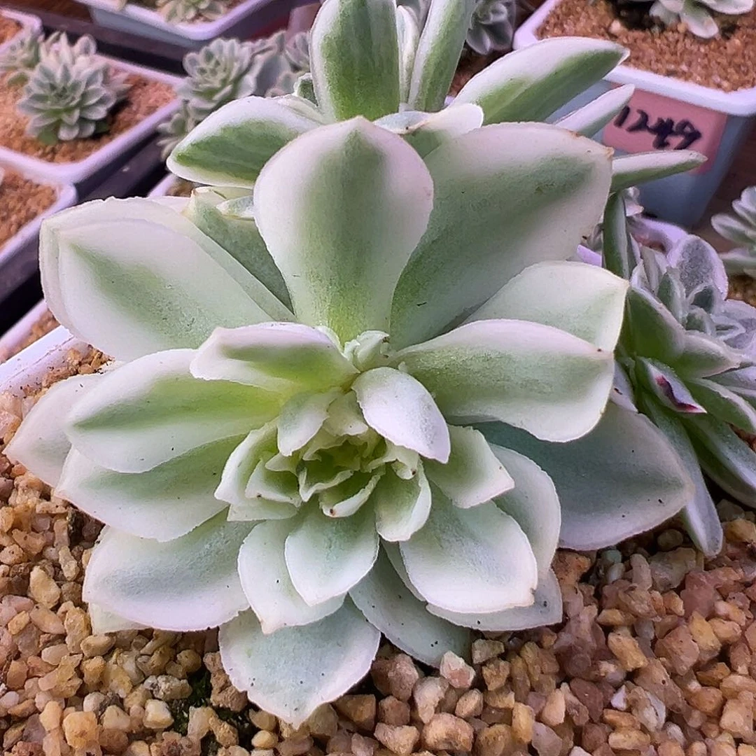 山地玫瑰锦秋夕1297号