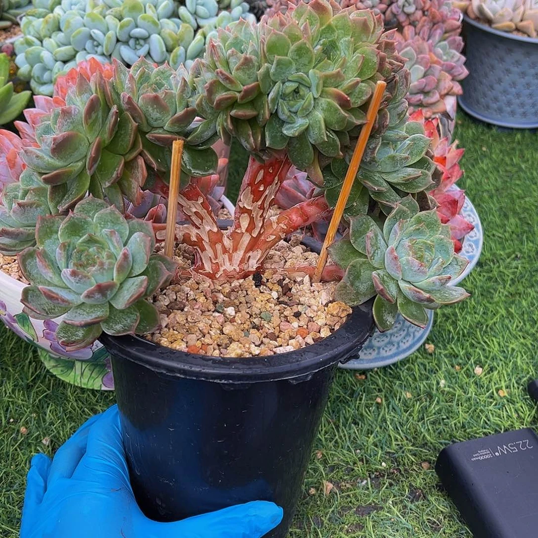 冰魄树一物一拍拍