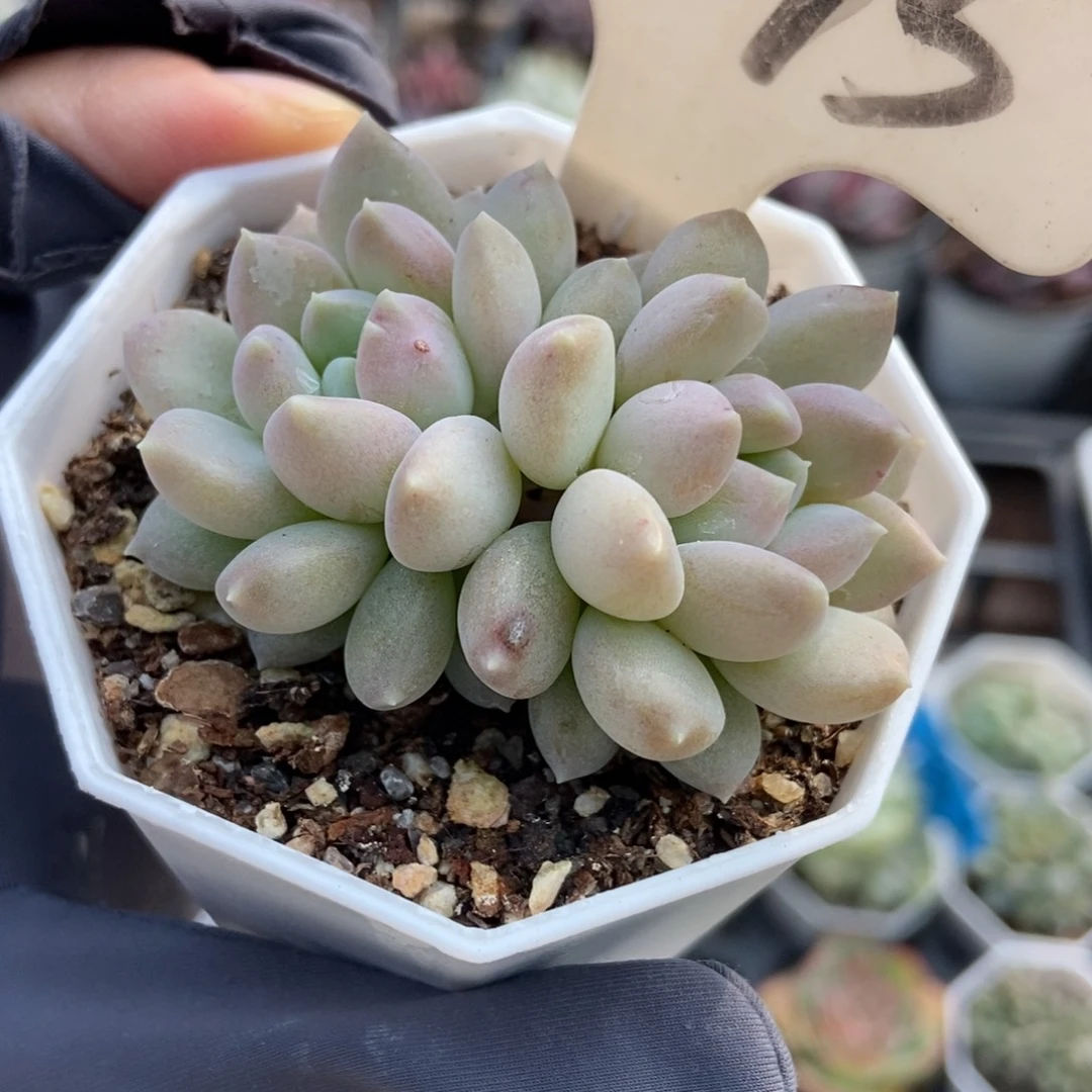 1015奶糖多肉植物多肉