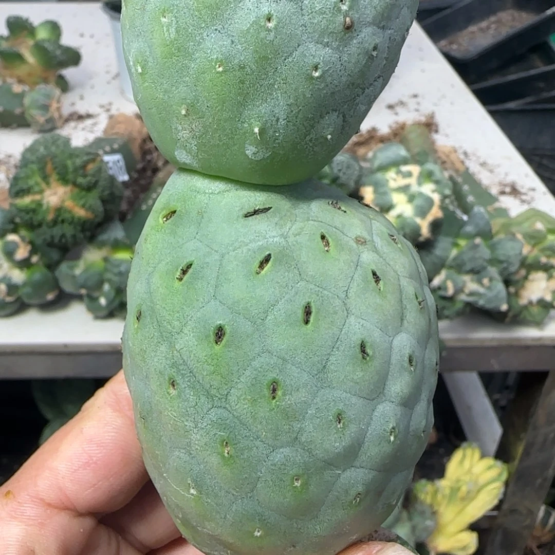 无花朵双头超级洞洞陨石坑落地无根