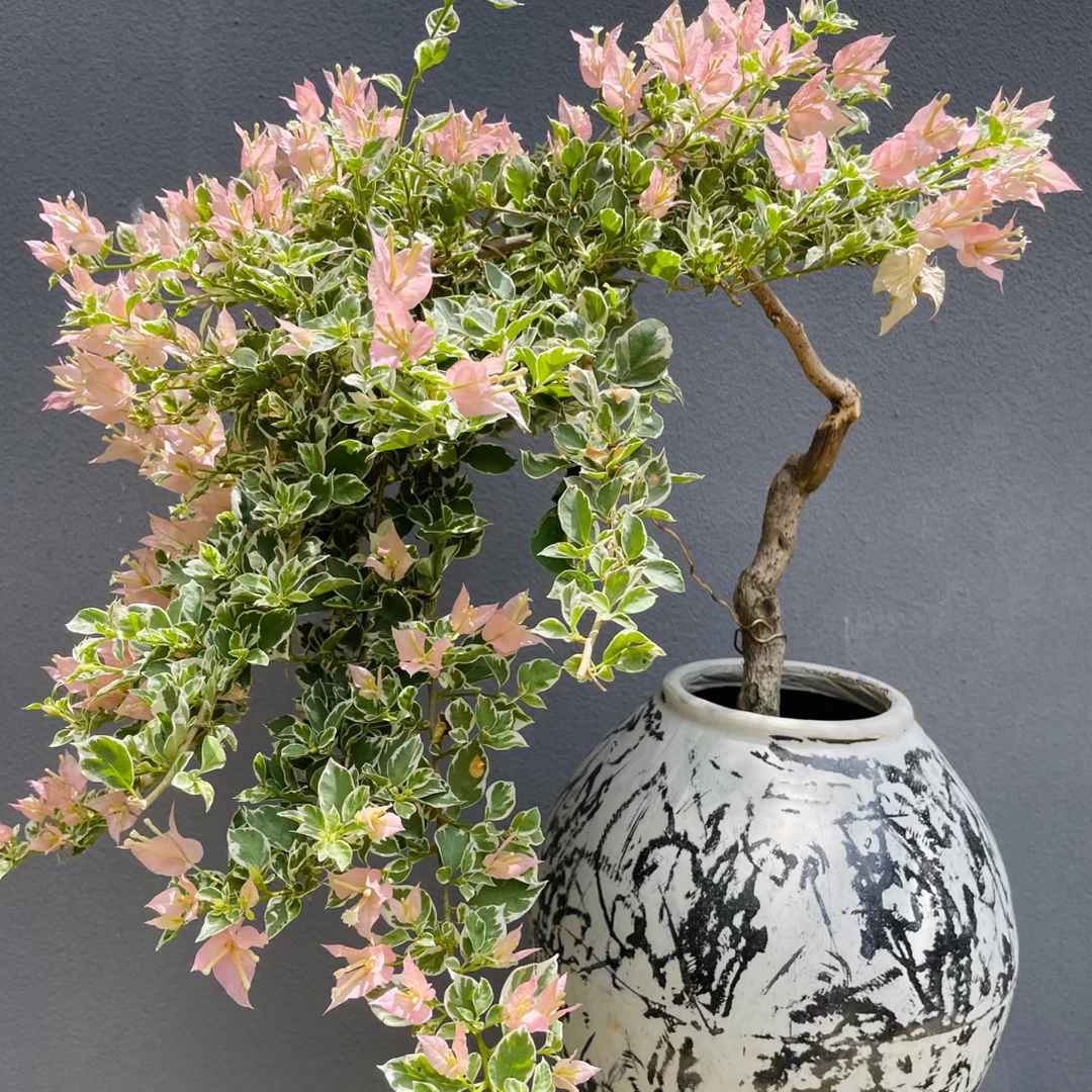 花叶少女心品种三角梅盆栽四季开花爬藤带花发货