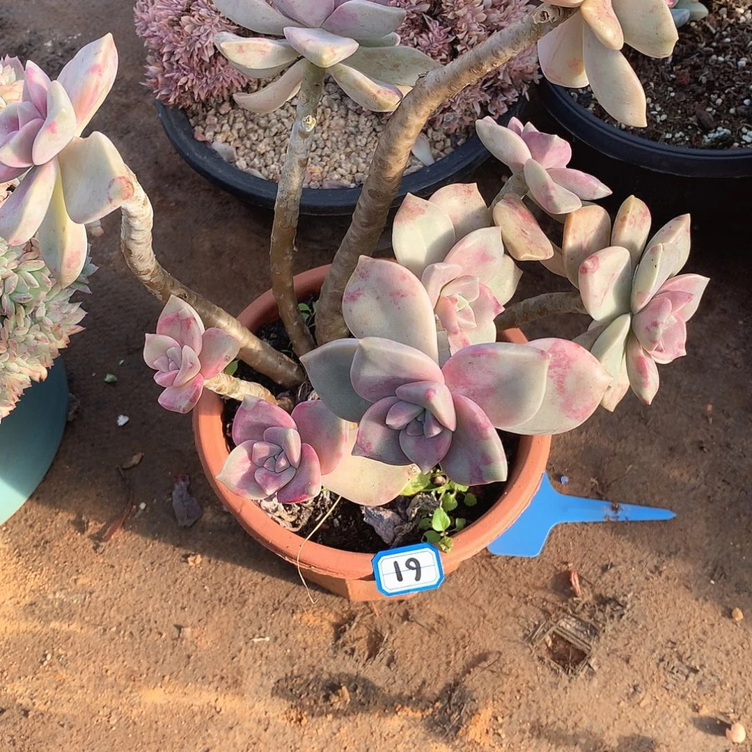 61紫乐 一物一拍多肉