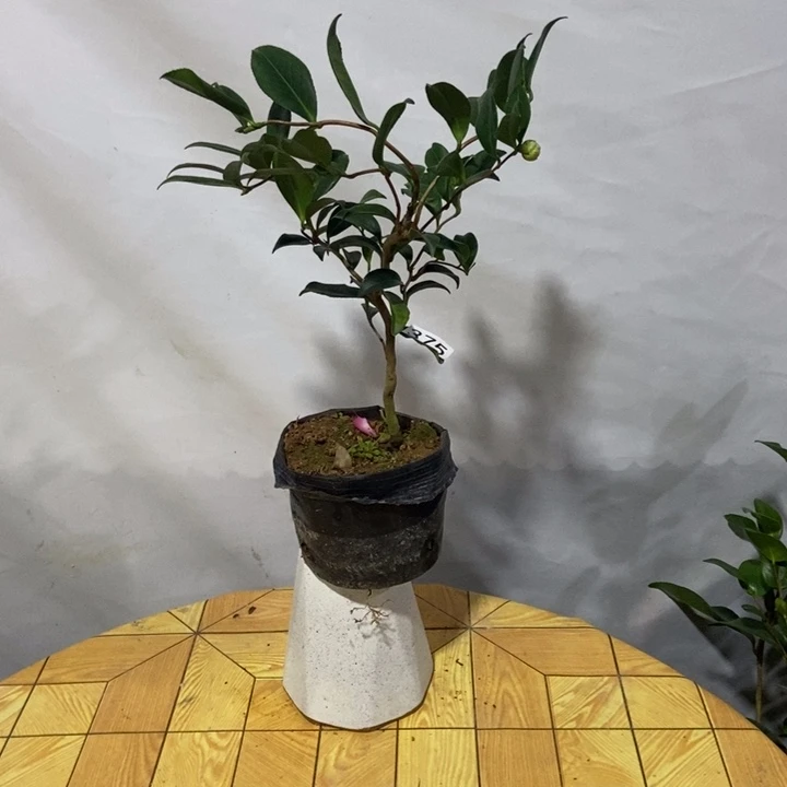 无花朵祥龙带苞375