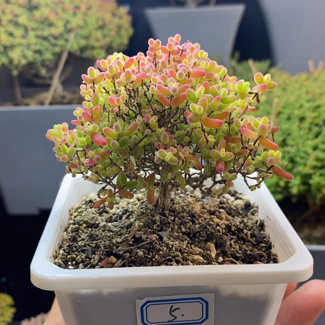 完全开放5号蜜橘糖球（8cm）