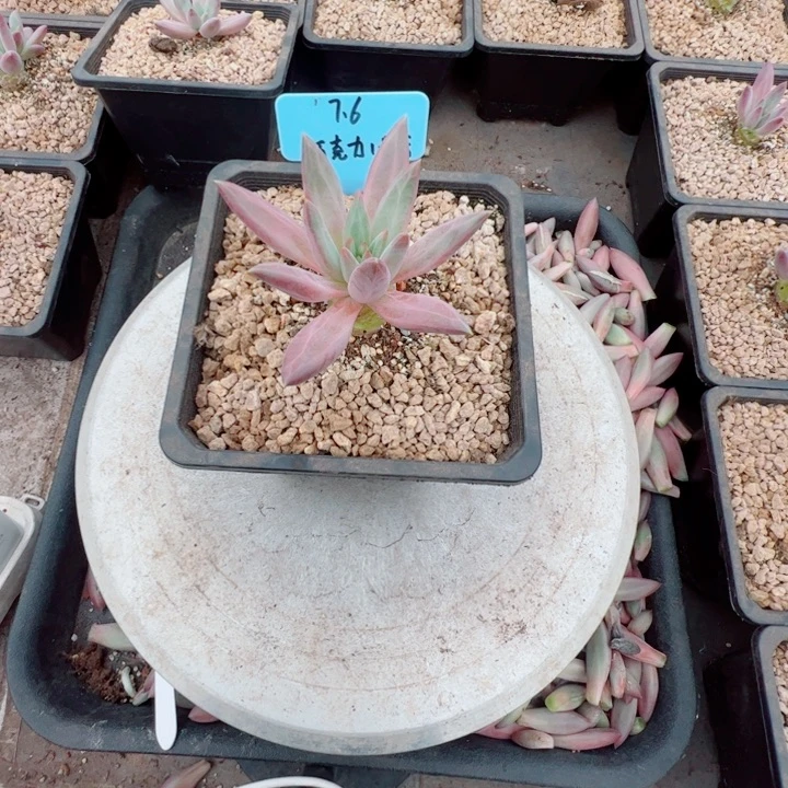 巧***店虞美人大群多肉植物