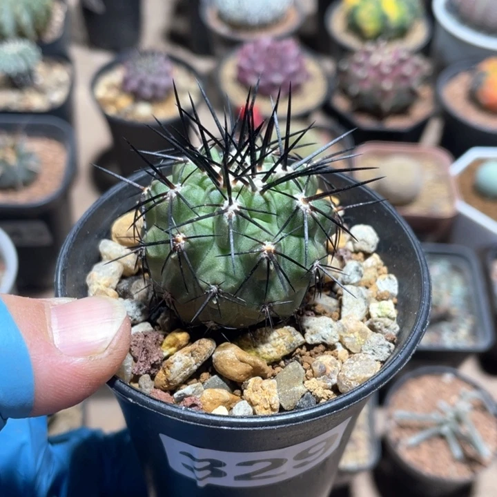 329龙爪球黑刺妖鬼玉