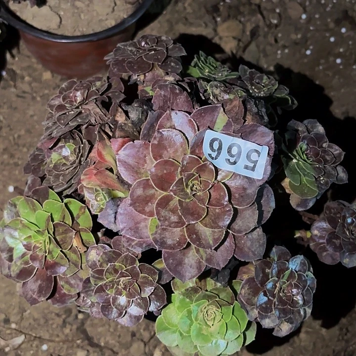 566花月夜多肉植物不售后