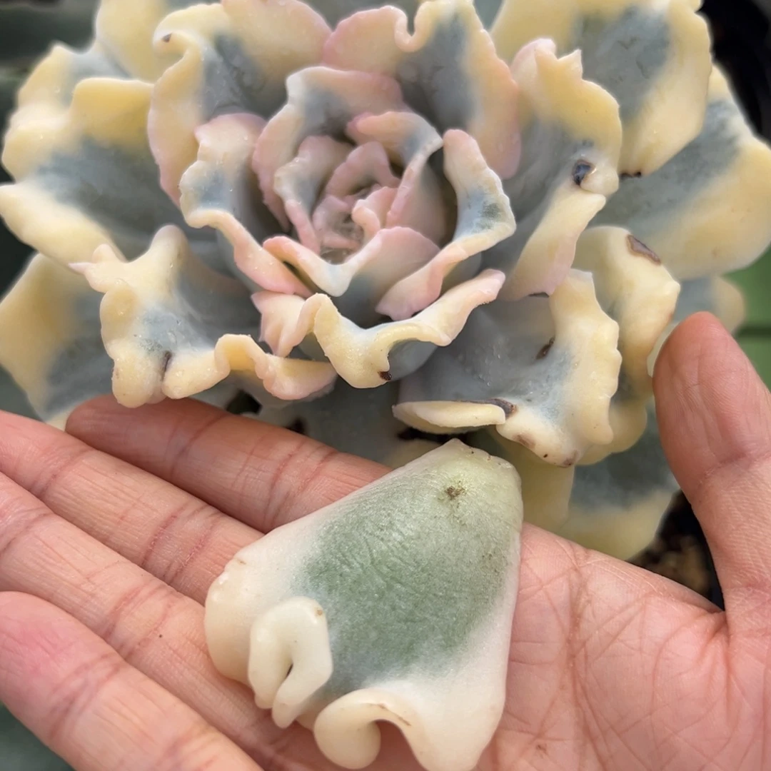 芭蕾舞者锦叶子一片