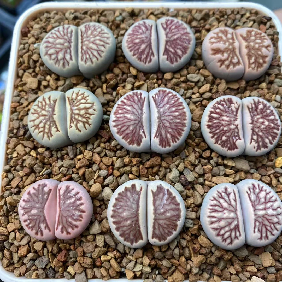 121多肉植物生石花菊化石一颗