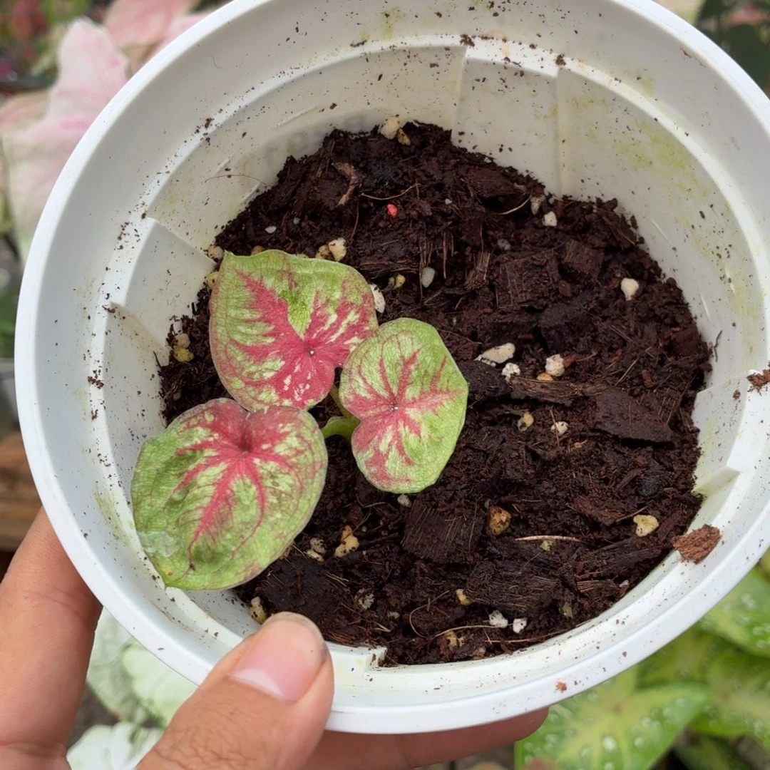 大部分花苞少量开放B291