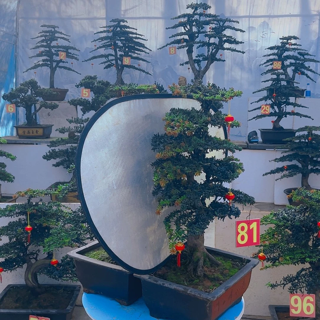 用***8无花朵老桩老盆罗汉松