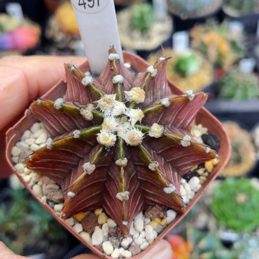 盆5公分满25包邮裸根发货