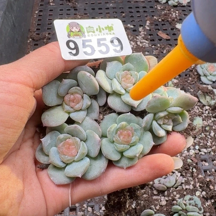 多肉植物多肉植物