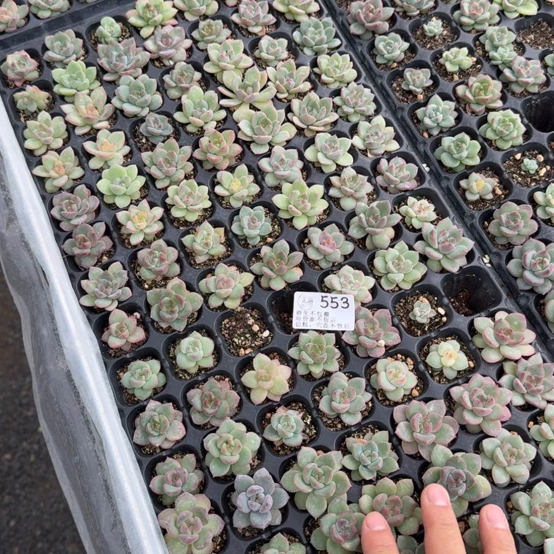 如图553优选麦芽穴盘一盘