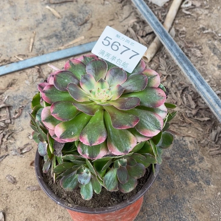 5677荔枝的人多肉的