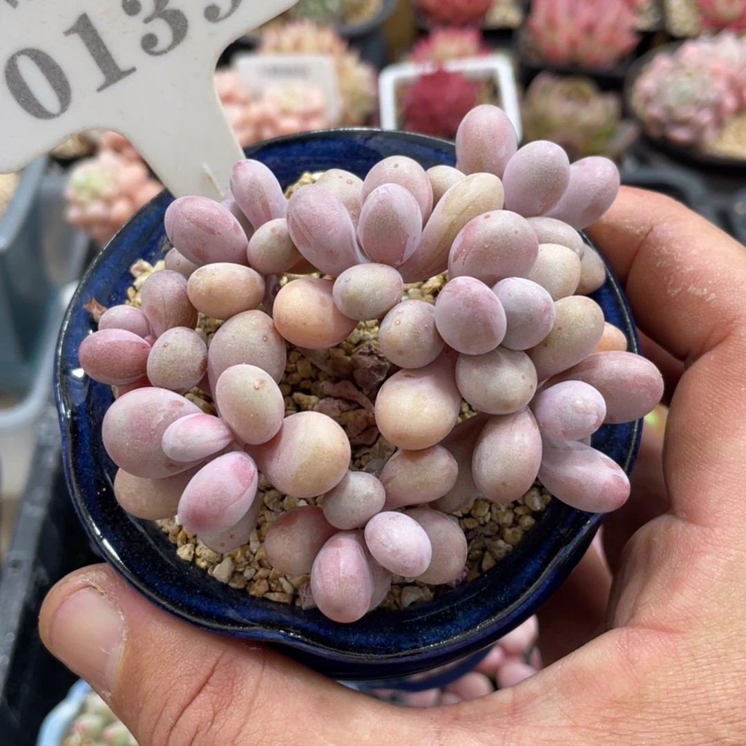 0139桃蛋不带盆8厘米