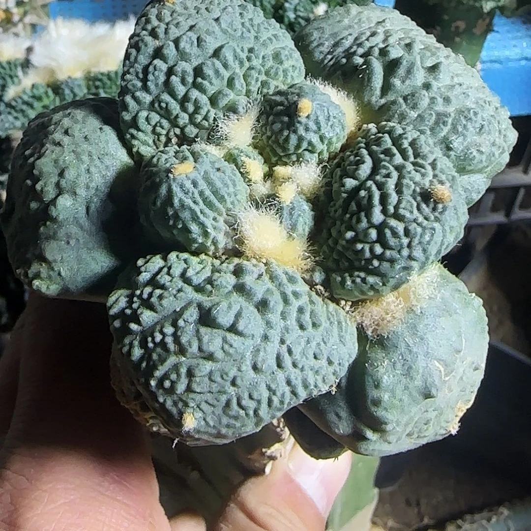 丸尤怒065微瑕疵仙人球