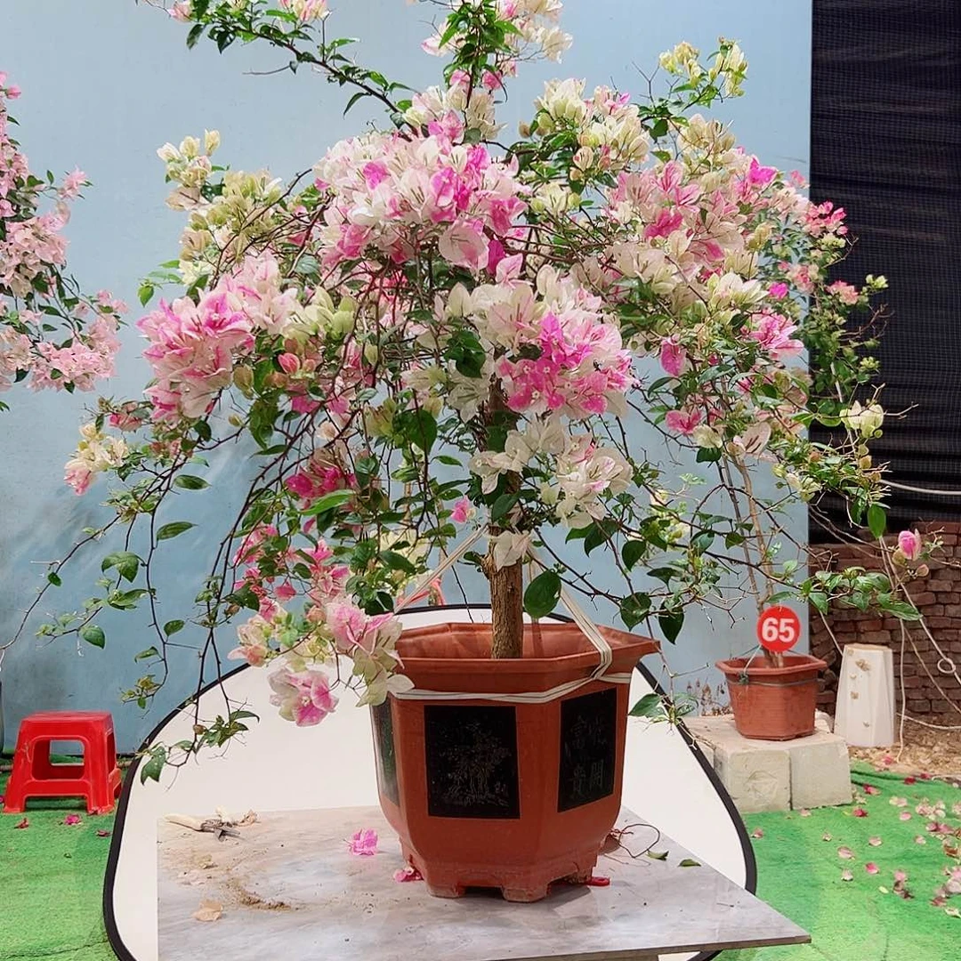 Q***e完全开放三22222222