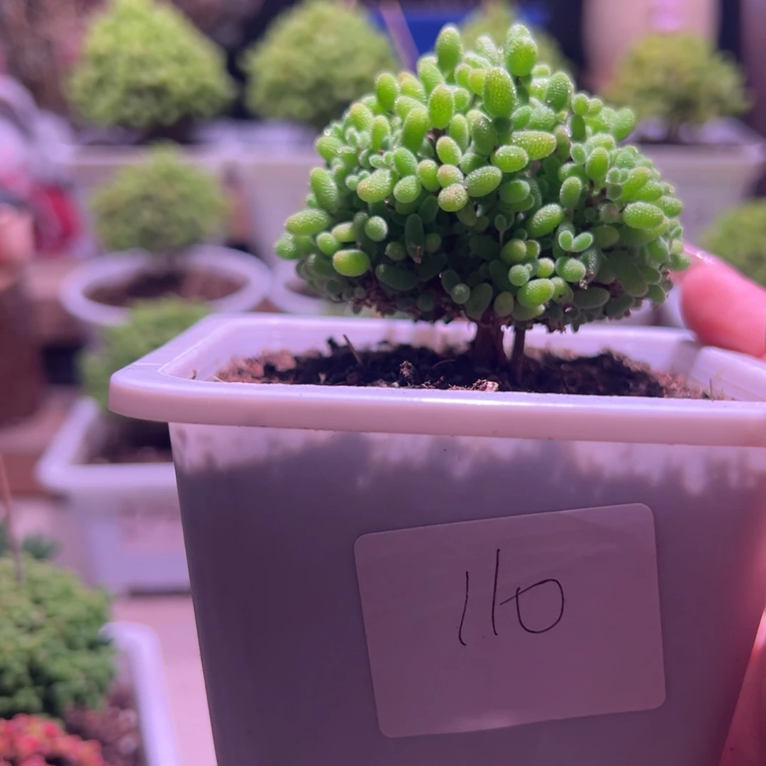 110蜜橘带盆土发货一物一拍