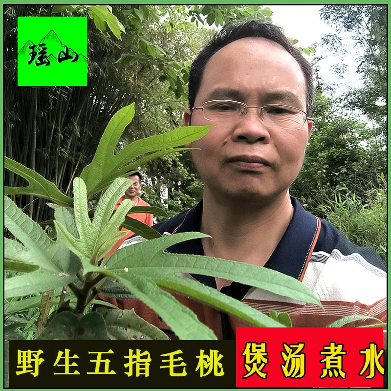 韶关特产野生五指毛桃