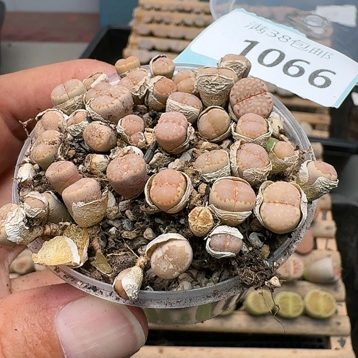 1066清框特价C162A饼干